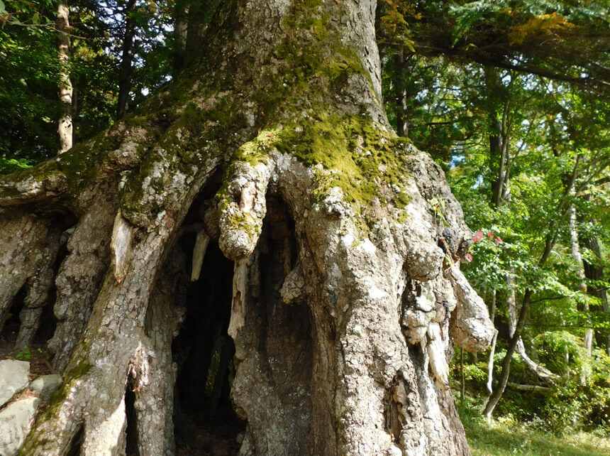 冨士浅間神社の根上がりモミ・縁結びの木