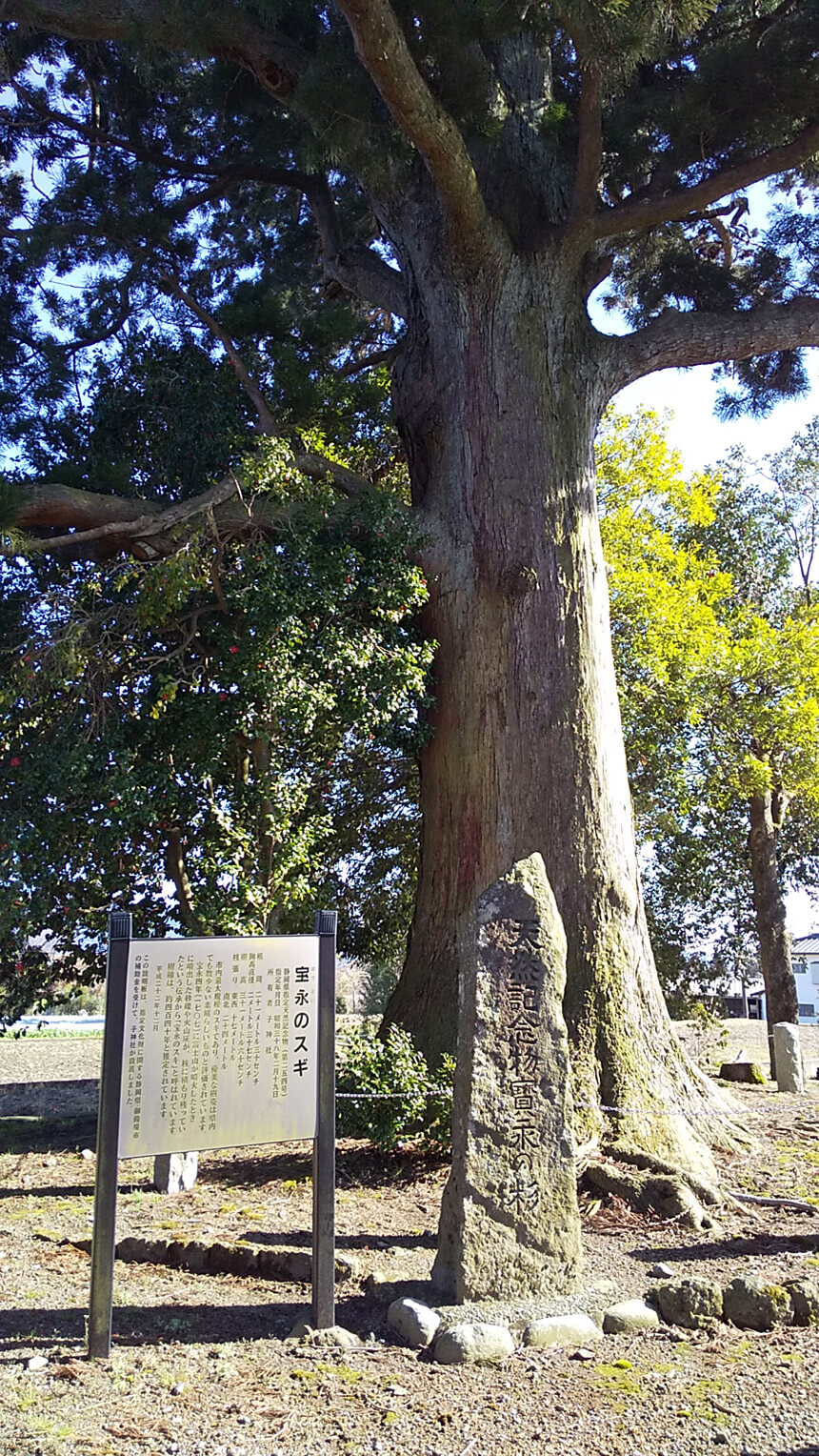 子神社の杉